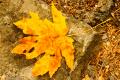 Colorado Fall Colors-5682.jpg